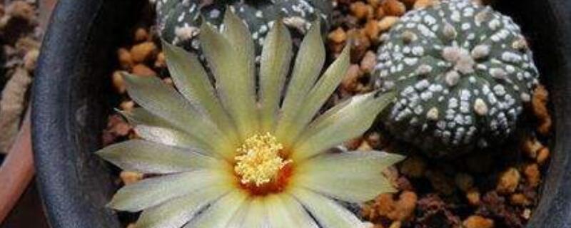 星兜的养殖方法（星兜用什么土养）