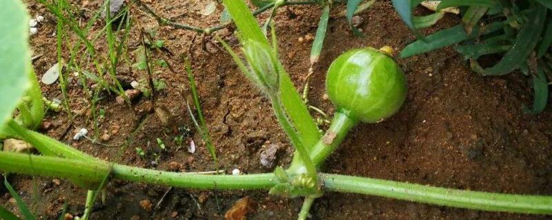 南瓜什么时候掐尖 南瓜什么时候掐尖最好视频