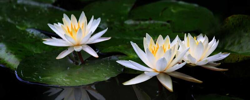 睡莲的种植方法 睡莲的种植方法视频
