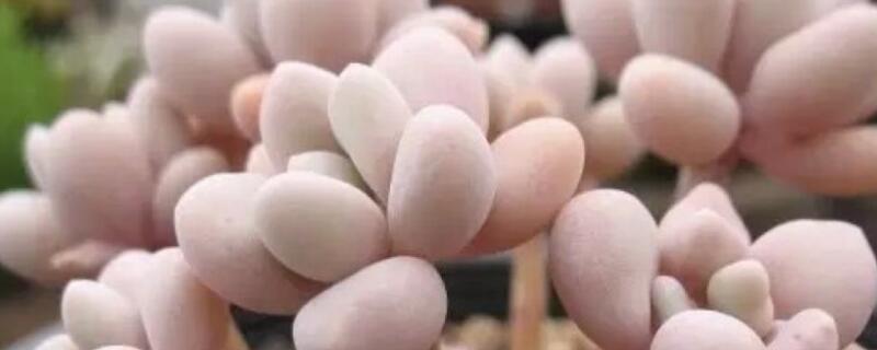 桃蛋怎么安全度夏 养桃蛋夏天该注意什么