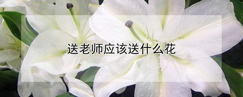 送老师应该送什么花 给老师送什么花合适?