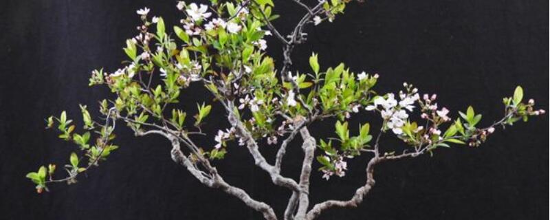 雪柳可以盆栽吗 盆栽雪柳怎么养