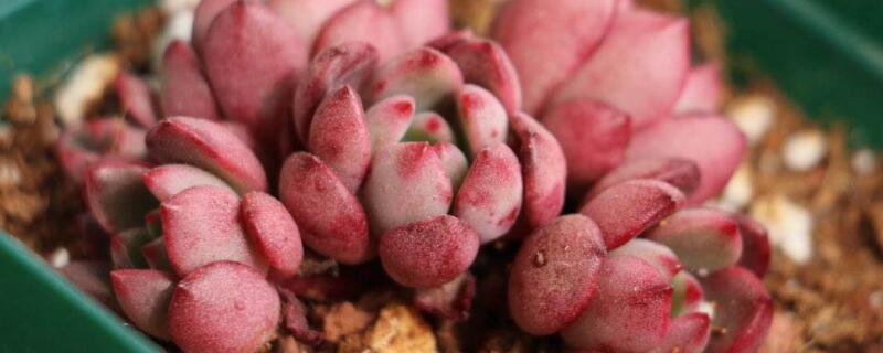 多肉配盆技巧 多肉配盆技巧图片