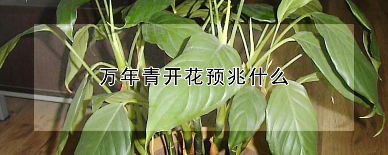 万年青开花预兆什么 家里的万年青开白花预兆什么