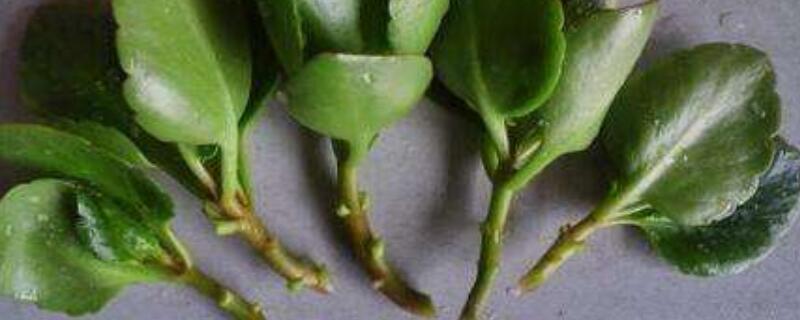 细叶雪茄花可以扦插吗 蓝花茄可以扦插吗