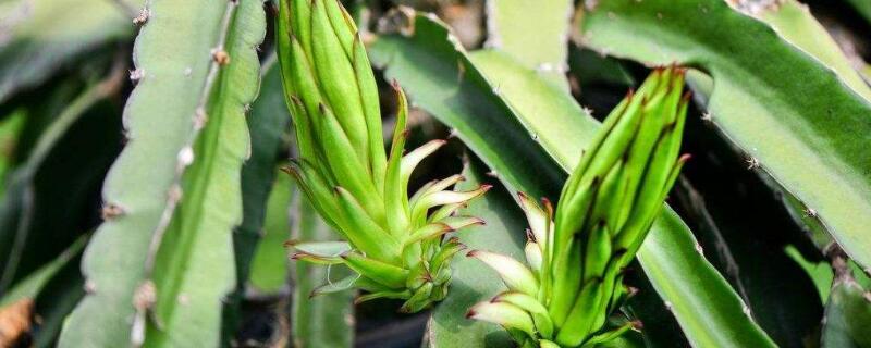 龙骨花喜欢阳光吗 龙骨花喜欢阳光还是阴凉地方