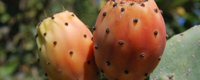 梨果仙人掌的功效(梨果仙人掌的功效有哪些?)