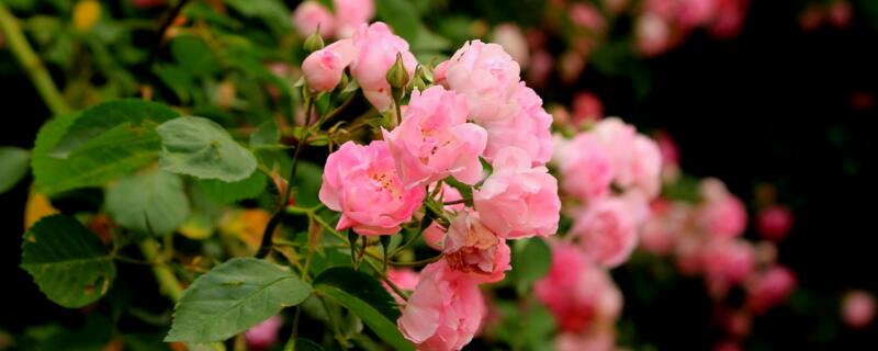 蔷薇开花后需要修剪吗（蔷薇开花后要剪掉吗）