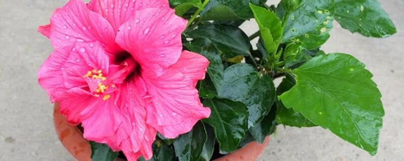 芙蓉花叶片怎么扦插（芙蓉花的叶子能扦插吗?）