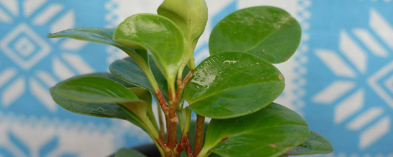 豆瓣绿有点蔫还能活 豆瓣绿软了蔫了怎么办