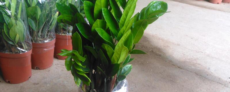 摇钱树多久浇水一次（摇钱树怎么养殖几天浇水一次）