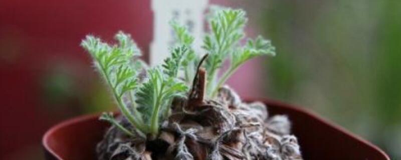 羽叶洋葵休眠后怎么办 羽叶洋葵怎么养护