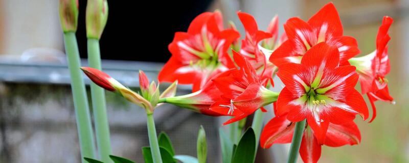 对红花什么时候换盆(对红花换盆应注意什么)