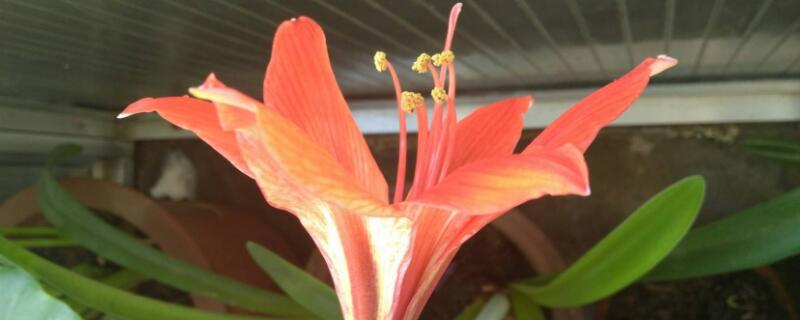 大头兰什么时候剪叶(大头兰秋天可以剪叶子吗)