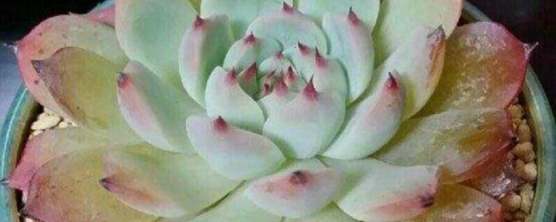 多肉化水怎么回事 多肉化水怎么回事?