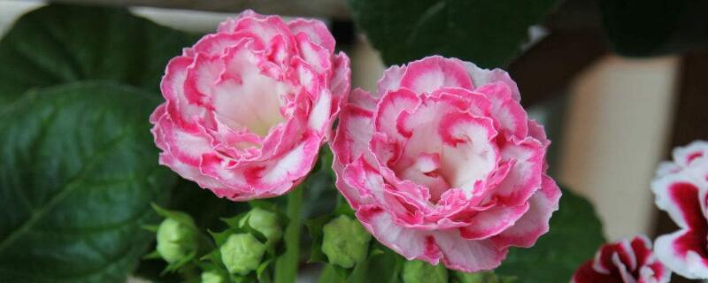 大岩桐花烂骨朵的原因 大岩桐花骨朵变黑是啥原因