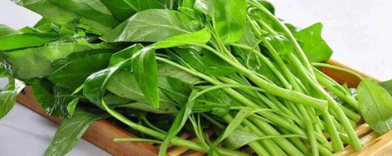 空心菜叶子发黄怎么治（空心菜叶子发黄是怎么回事）