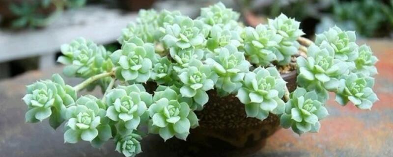 肉肉叶子发软怎么回事 多肉叶片变软了怎么回事