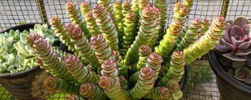 金钱串怎么养(金钱串怎么养殖方法)