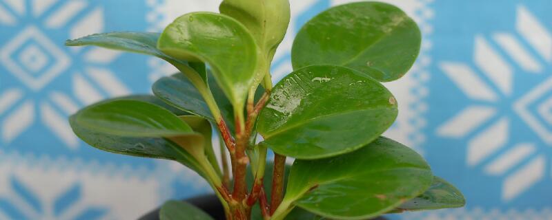 豆瓣绿的养殖方法和注意事项 碧玉豆瓣绿的养殖方法和注意事项