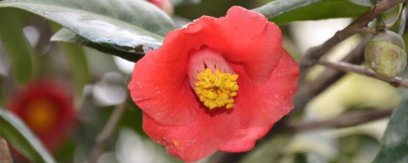 耐冬如何扦插养殖（耐冬花扦插）