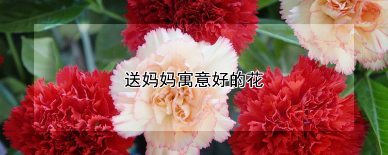 送妈妈寓意好的花 送妈妈什么花好?