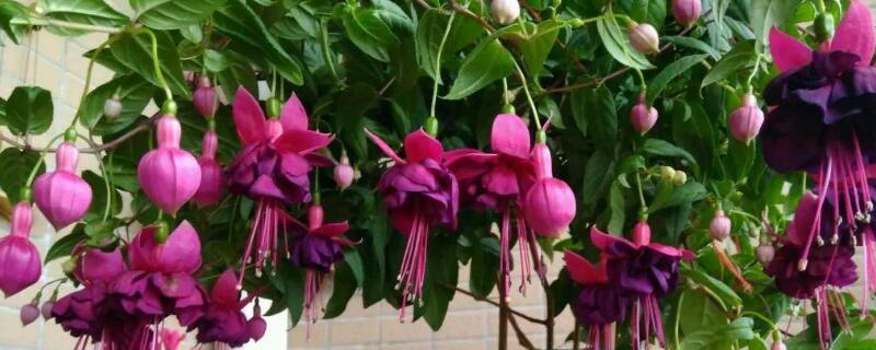 倒挂金钟换盆后焉了 倒挂金钟什么时候换盆