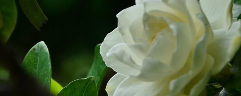 枝枝花的养殖方法和注意事项（枝枝花如何栽培）