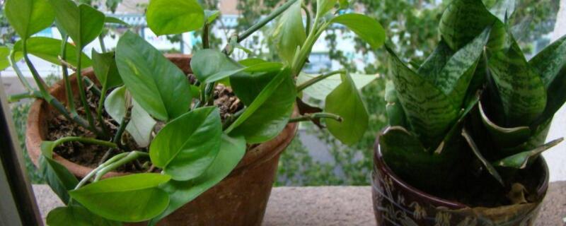 吸毒王花卉怎么养 吸毒草花卉怎么养