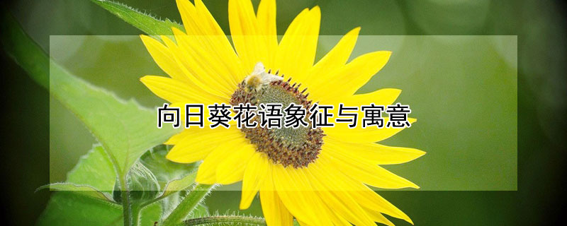 向日葵花语象征与寓意（向日葵花语象征与寓意英语）