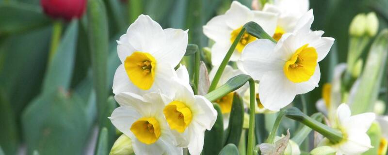 水仙水培方法（水仙花水培方法和注意事项）