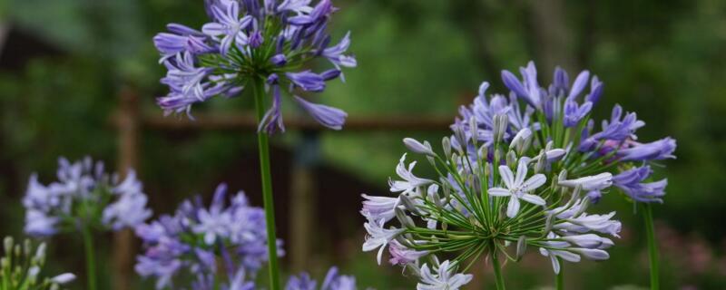 百子莲的种子怎么培育 百子莲种子繁殖的技术