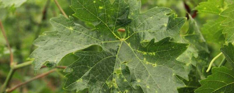 葡萄绿盲蝽用什么药 葡萄绿盲蝽用什么药好