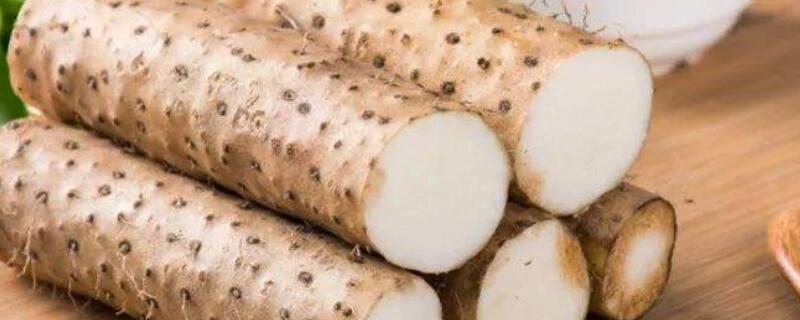 山药怎么水养(山药怎么水培种植)