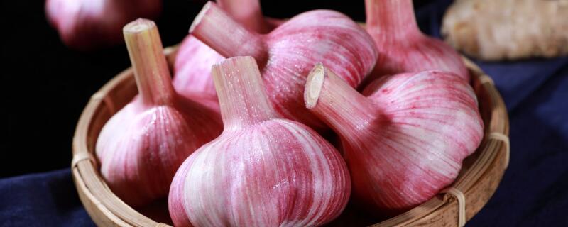 大蒜收获季节（大蒜收获季节可以种植大葱吗）