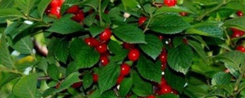 车厘子在北方能种植吗(车厘子在中国北方能种植吗)