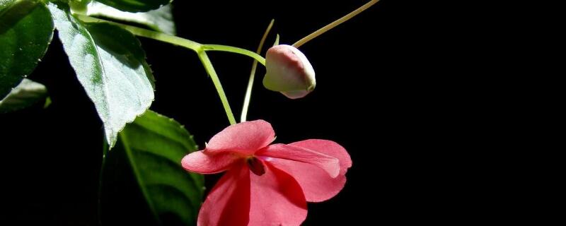 水梅花掉花苞咋回事(水梅花掉叶掉花怎么办)