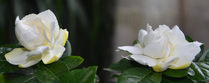 夏天怎样养小叶栀子花（小叶栀子花的栽培方法）