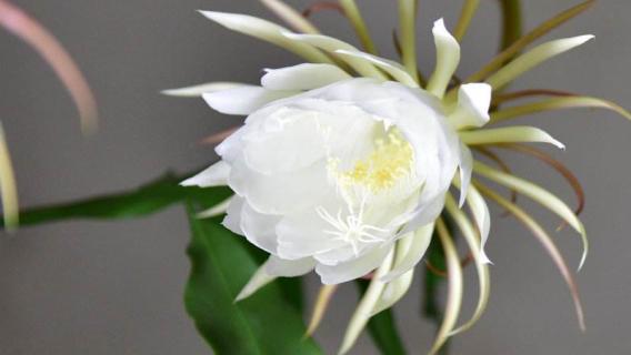 昙花怎么修剪（小叶昙花怎么修剪）