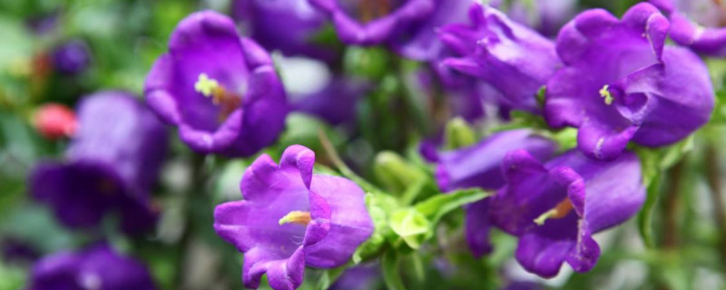 丹麦风铃的繁殖方式(丹麦风铃花种植)