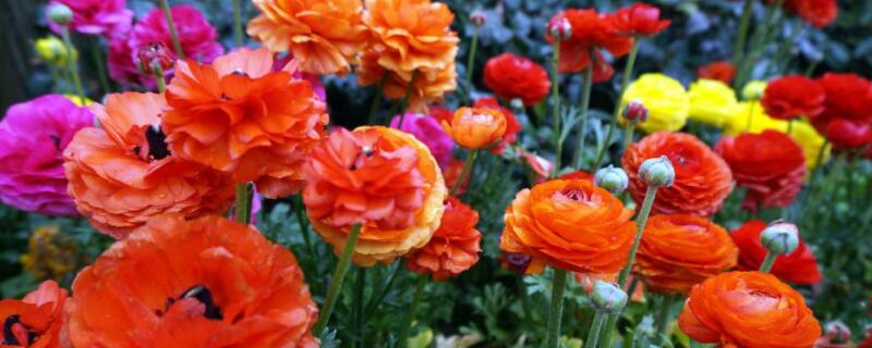 花毛茛播种方法 花毛茛 播种