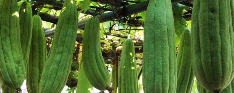 丝瓜如何才能多挂果 如何能让丝瓜多坐果