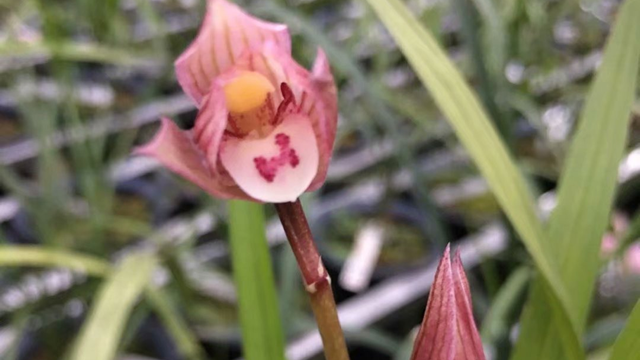 兰花小桃红种植方法（兰花小桃红种植方法图片）