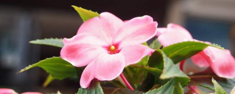 非洲凤仙的养殖方法和注意事项(非洲小凤仙花怎么养殖)