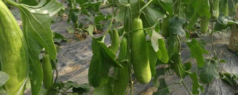 羊角蜜怎么种（羊角蜜怎么种植才甜）