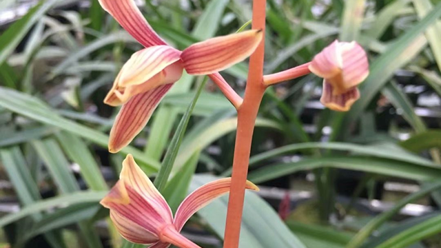 建兰彩虹什么时候开花 彩虹兰花什么时候开花