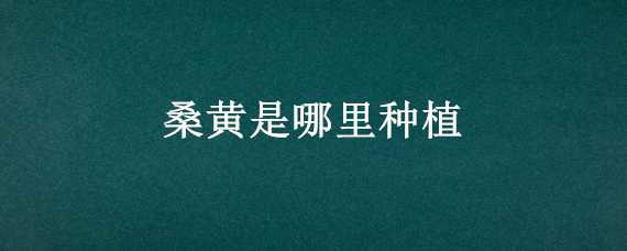 桑黄是哪里种植 桑黄是怎么种植的