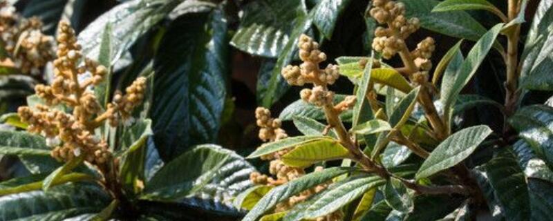 枇杷树脱皮是什么原因 枇杷树树干脱皮怎么办