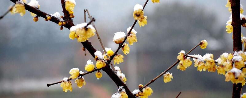 腊梅何时移栽（腊梅什么时间移栽）