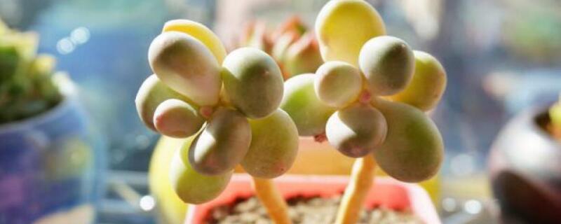 多肉怎么浇水（多肉怎么浇水浇哪里）